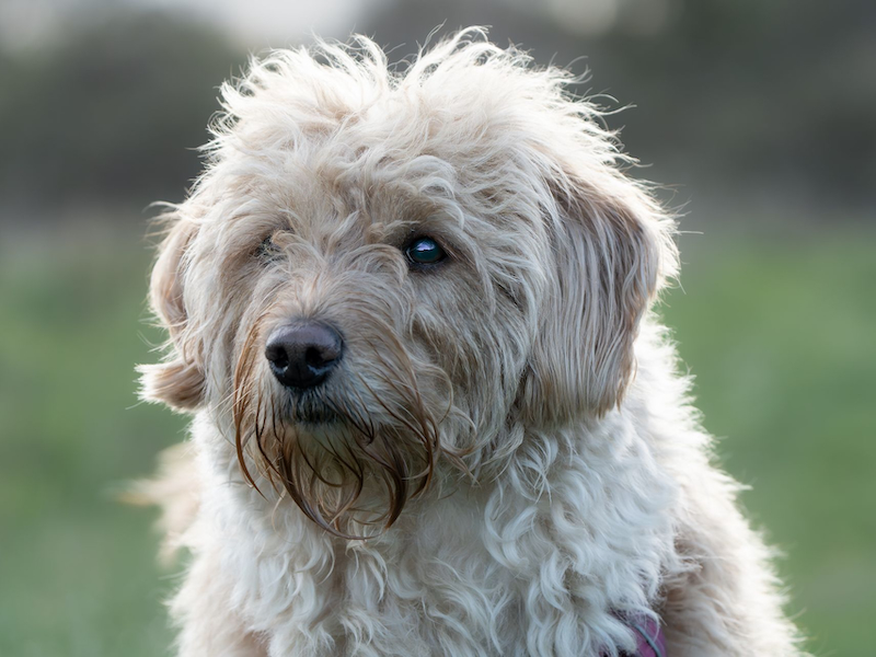 Witte labradoodle close up